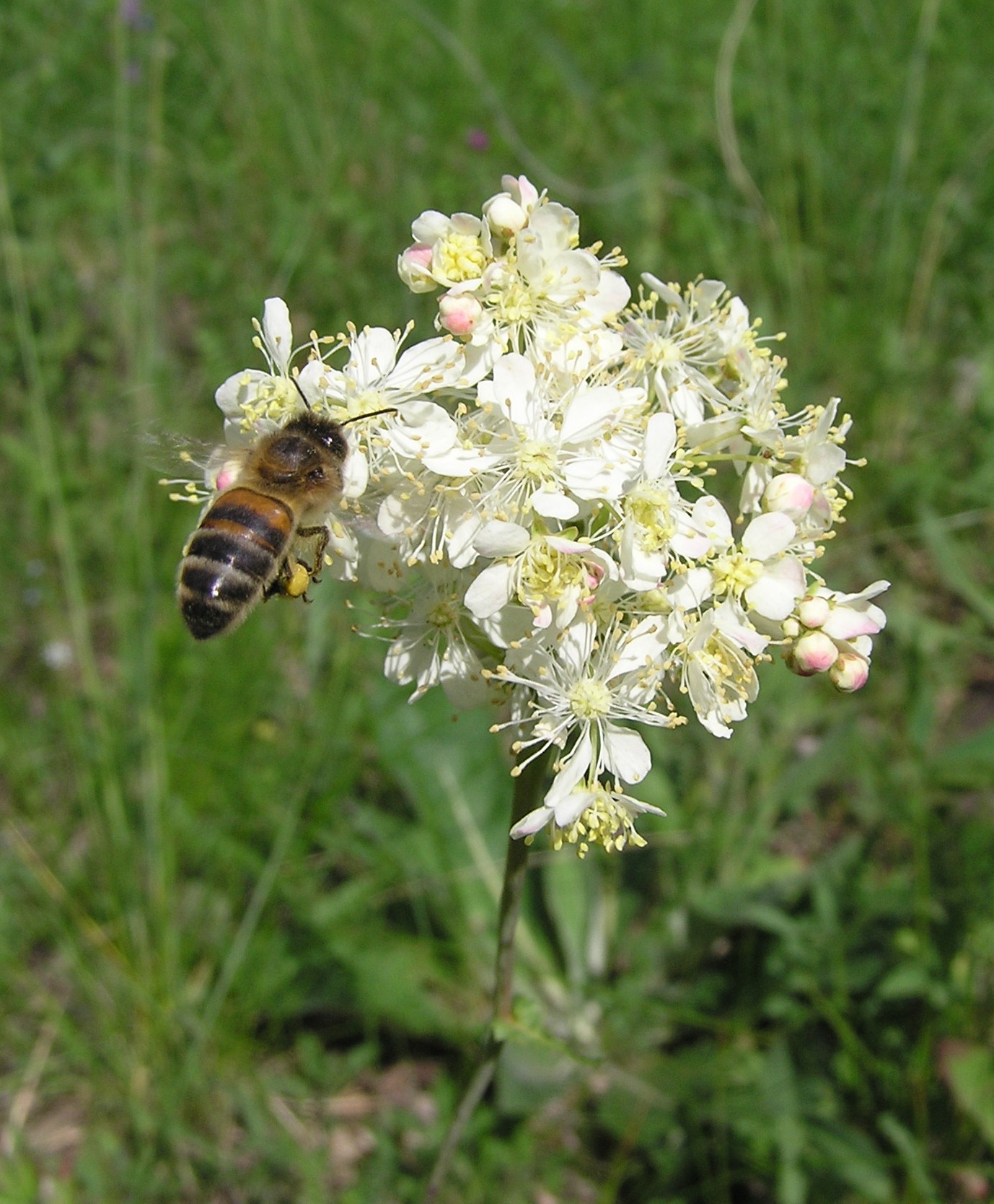 Царица лугов — Лабазник вязолистный (Filipendula ulmaria) – Народные проекты